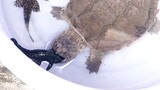[Hewan]Kura-kura Buaya Memakan Ikan Sapu-sapu
