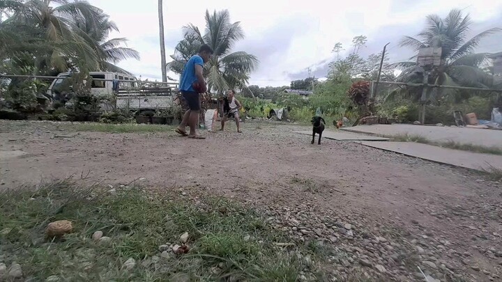 broodcock VS buyugin