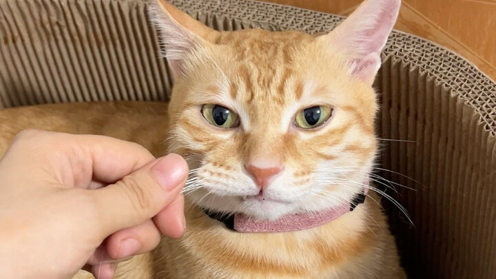 包被真是只爵士好猫