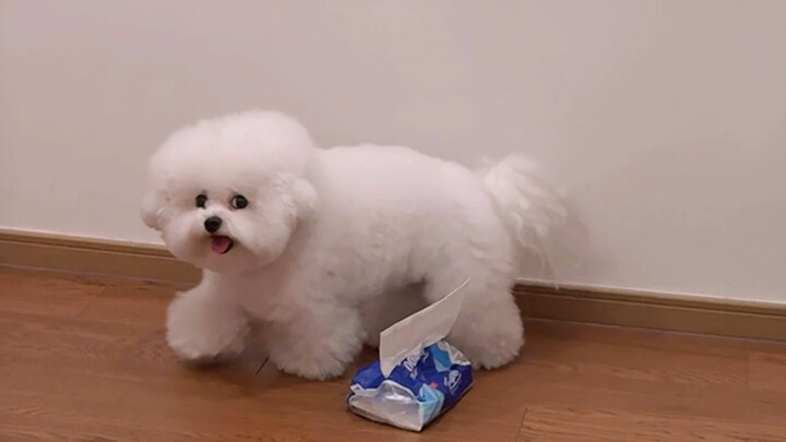 Tôi đã bị lừa bởi một con chó con...