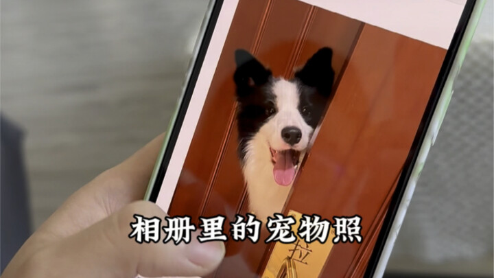 The Reality of Pet Ownership Today…