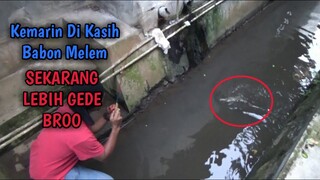 MANCING DI SARANG IKAN BABON YANG TAK PERNAH INGKAR JANJI