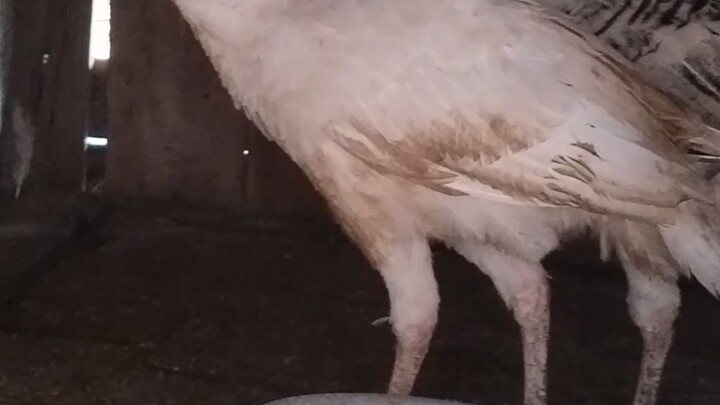 দেশি মুরগী