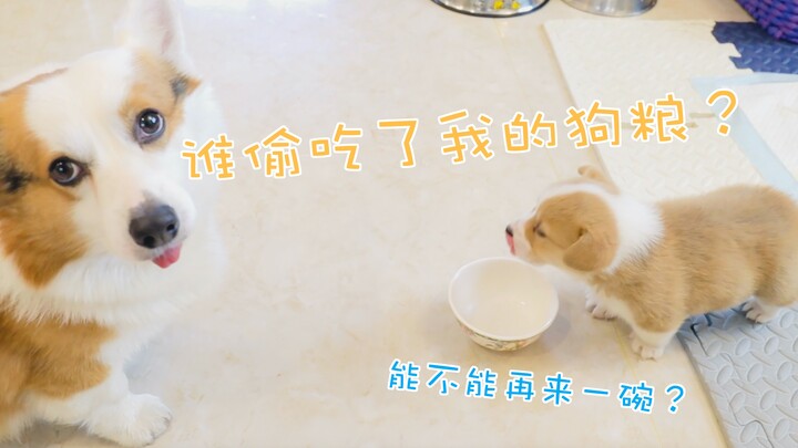 ลูกคอร์กี้ตัวน้อยที่ยังกินนมอยู่จะตะกละขนาดไหน? แค่อยากกินก็วิ่งเร็วปรี๊ดเลย!