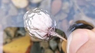 So it turns out the silver in ginkgo has gone invisible—shocked when it hit the water!