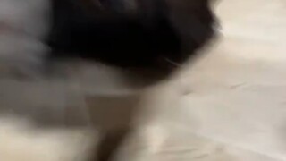 Fierce Kitty — Good Kitty