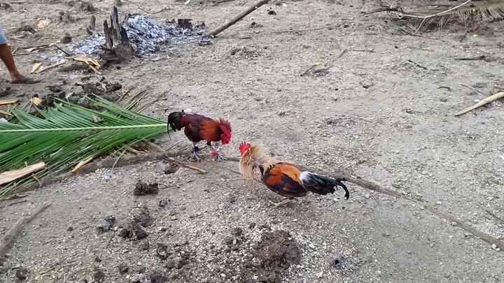 Pumpkin Hatch VS McLean Hatch