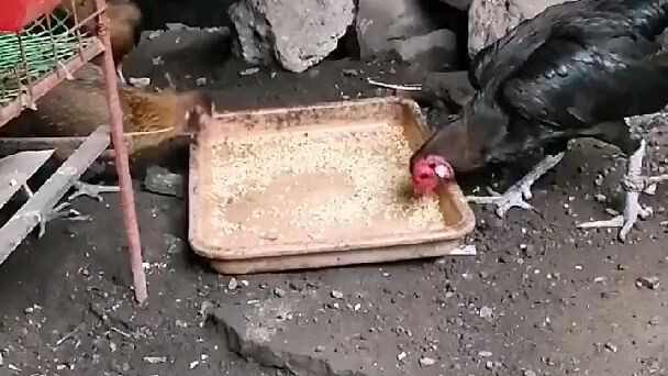 soon breeding