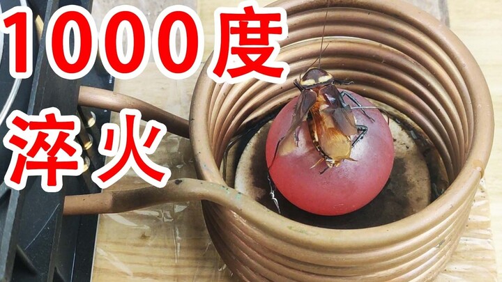 Quenching cockroaches! Can high-frequency electromagnetic induction coils heat cockroaches?