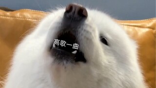 Merasa bosan di rumah, jadi aku memelihara seekor Samoyed, dia bisa bernyanyi untukmu