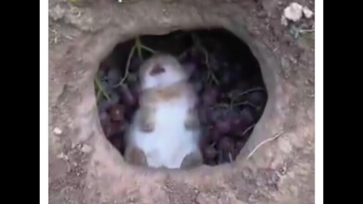 A video of a Chinese blogger’s little rabbit getting drunk in a grape fermentation tank has sparked 