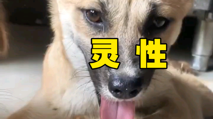 Anjing kampung Tiongkok ini sangat cerdas dan berjiwa.