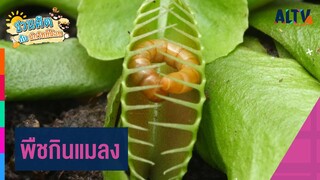 พืชกินแมลง | ชวนคิดกับนักวิทย์น้อย