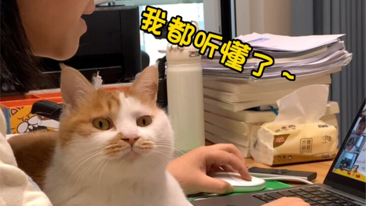 Even the teacher’s cat understood—why don’t you get it yet?