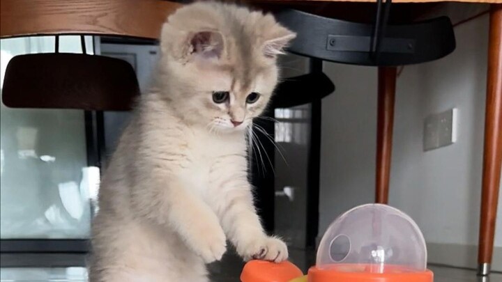 น้องแมวเรียนรู้การเล่นของเล่นด้วยตัวเอง