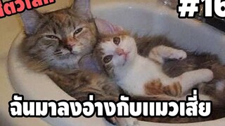 รวมคลิปตลกๆ : มาเป็นเด็กเสี่ยของพี่เเมวไหมน้อง!?