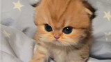 Bagaimana anak kucing bisa menginjak susunya dengan ekspresi marah di wajahnya?