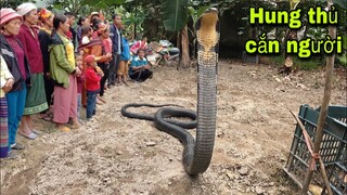 Cuộc Gọi Tử Thần Hổ Mang Chúa Cắn Người C.h.ết Tại Chỗ Cả Làng Kéo Nhau Ra Xem | Kingcobra