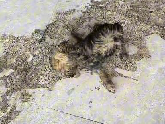 ลูกสุนัขตกน้ำ