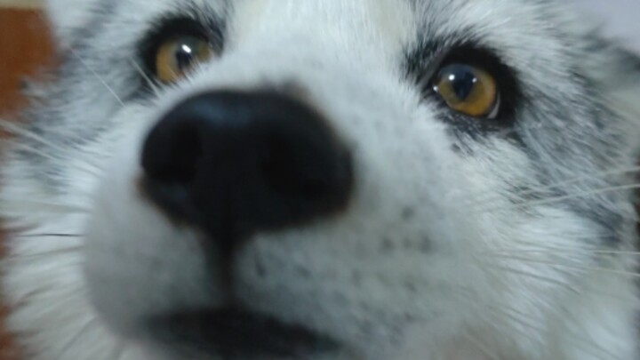 Membentuk seekor rubah yang benar-benar dibesarkan dalam kasih sayang