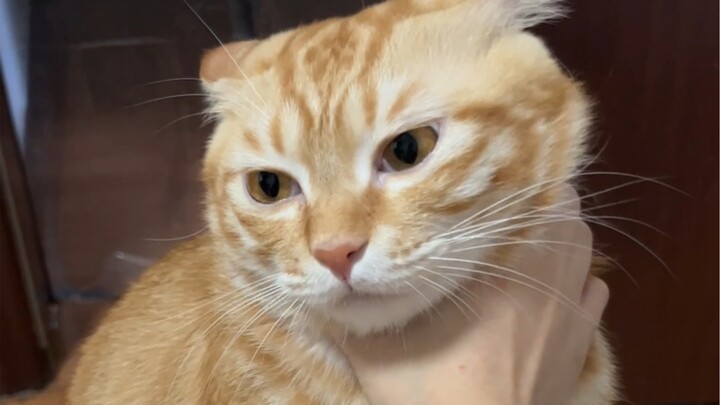 แมว: บางครั้งก็อยากโทรแจ้งตำรวจจริงๆ