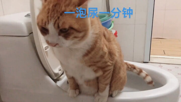 拥有一只会用马桶的猫很幸福吧