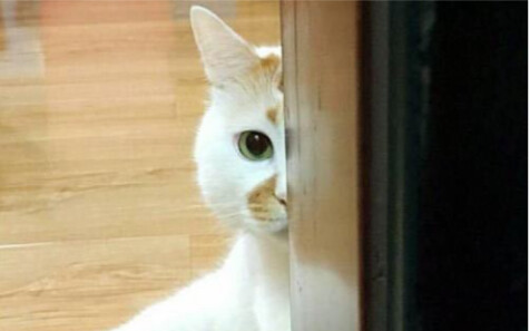 Out-of-Bounds Big Cat Compilation | Weird Cat Roundup #63