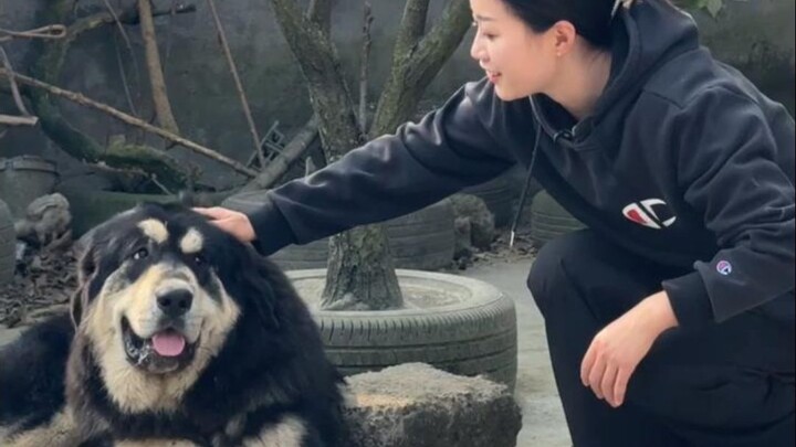 Bisakah anjing Tibetan Mastiff diberi makan langsung di rumah? Hari ini aku coba bareng kalian!