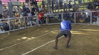 7/8 kelso 1/8 hatch second win (15 seconds FK)