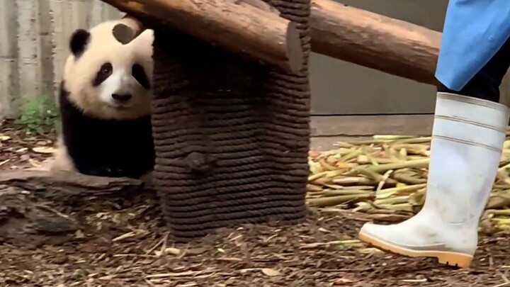 "Panda". After its legs become longer, it gets so excited.