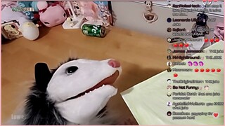 Opossum graduation