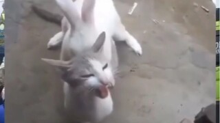 kucing + Kelinci = kulincing  🤭😅🤣