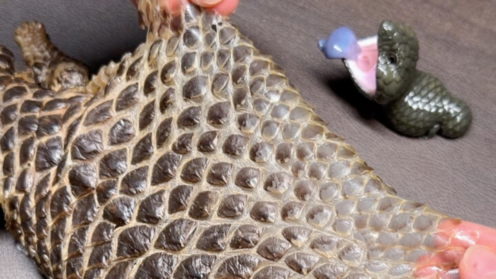 การลอกคราบของกิ้งก่าสน? สัมผัสประสบการณ์แบบดื่มด่ำ