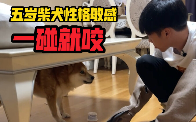 Anjing Shiba berusia lima tahun yang memiliki sifat sensitif telah beberapa kali menggigit orang dan