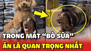 Khi trong mắt chú chó Bò Sữa chỉ có ĂN là quan trọng nhất 😂 | Yêu Lu