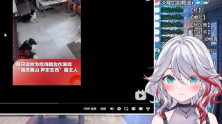 日本天然小姐姐看《两只边牧为吃鸡腿，合伙上演“调虎离山”“声东击西”》