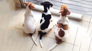 🐶ลูกสุนัขน่ารักทำเรื่องตลก 2022🐶 9 สุนัขที่น่ารักที่สุด