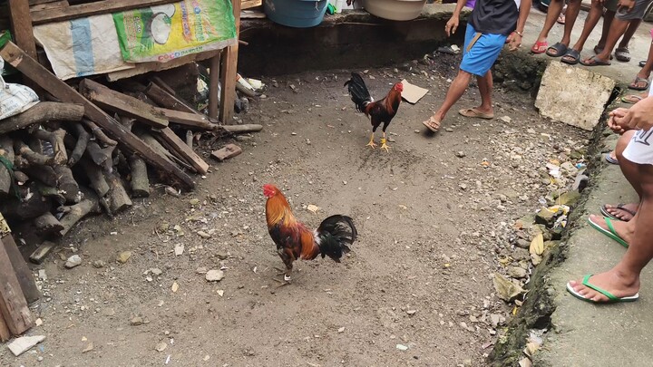 Sep 28 Malatuba vs Pula