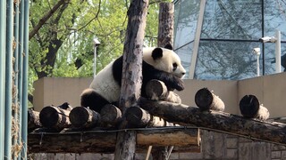 大熊猫萌萌被乌鸦欺负。2020.4.6.摄于北京动物园