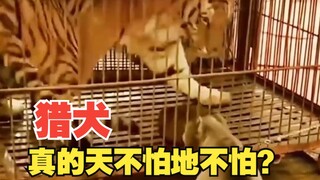 Babi satu, beruang dua, harimau tiga sangat tangguh? Ternyata semuanya takut pada anjing pemburu!