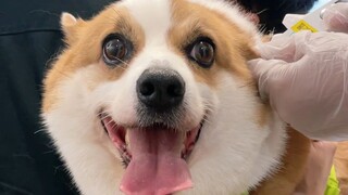 أيها الراغبون في تربية كلب، أنصحكم بالتفكير مليًا قبل اتخاذ القرار!