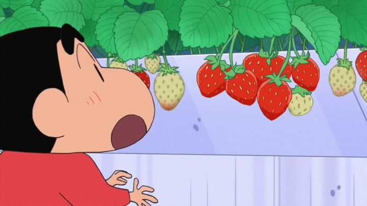 [Crayon Shin-chan] Makan stroberi asam manis di perkebunan stroberi, mulut Anda akan dipenuhi rasa m