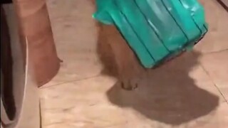 The cat didn't want to take a bath, so the dog used a cage to hold it down. Netizens said: There is 