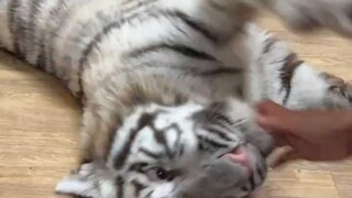 The First General to Get Beaten in the New Year