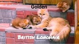 Cẩm nang thú cưng - Mèo Anh lông dài màu Golden - Miuka Vlogs - P8