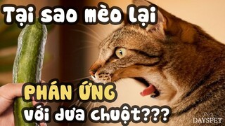 Lý do mèo sợ dưa chuột bạn có thể không nghĩ tới | Khám Phá Dayspet