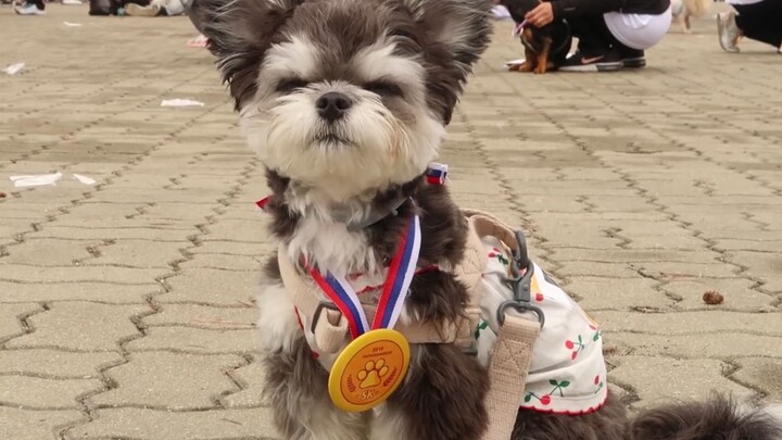 Mari saksikan kehebatan kaki pendeknya, kali pertama ikut lomba dog-pulling dan langsung juara satu!