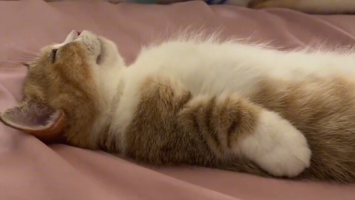 Is this kitten broken? Why is it making noise nonstop?