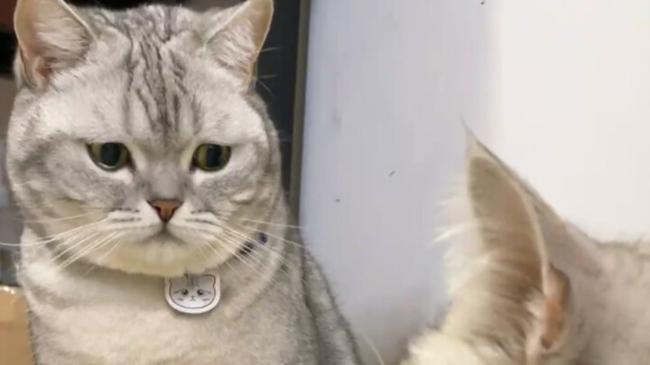 This cat is so wronged—after being cheated on, it reacts like this…