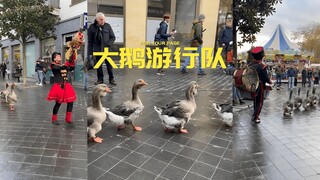 Pasukan angsa parade hukum Belanda, angsa-angsa berbaris rapi di jalan-jalan Belanda benar-benar san